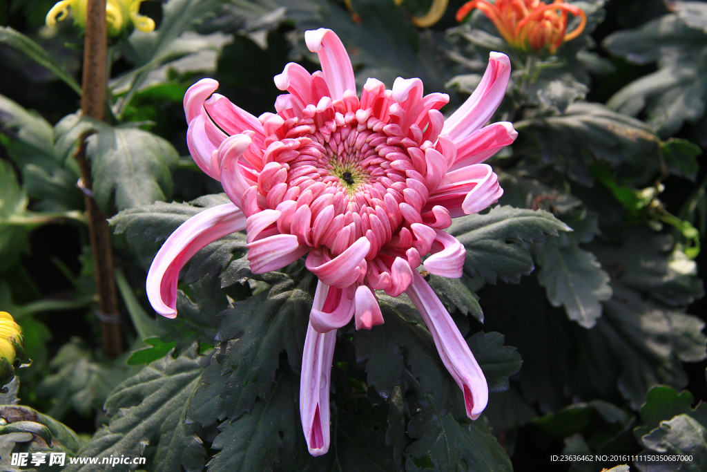 菊花 高清 特写