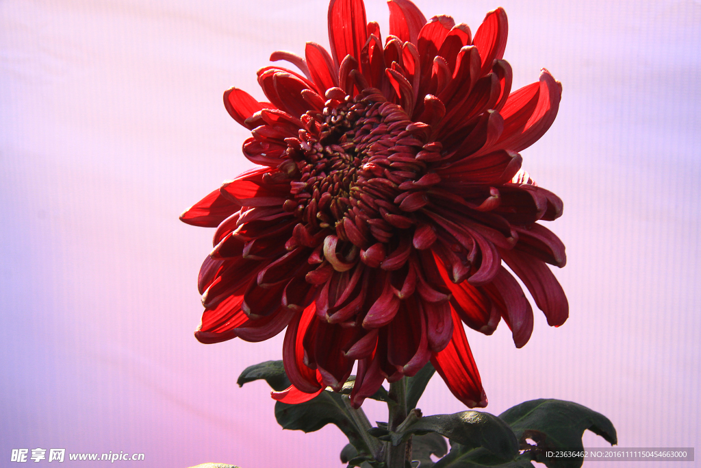 菊花 高清 特写