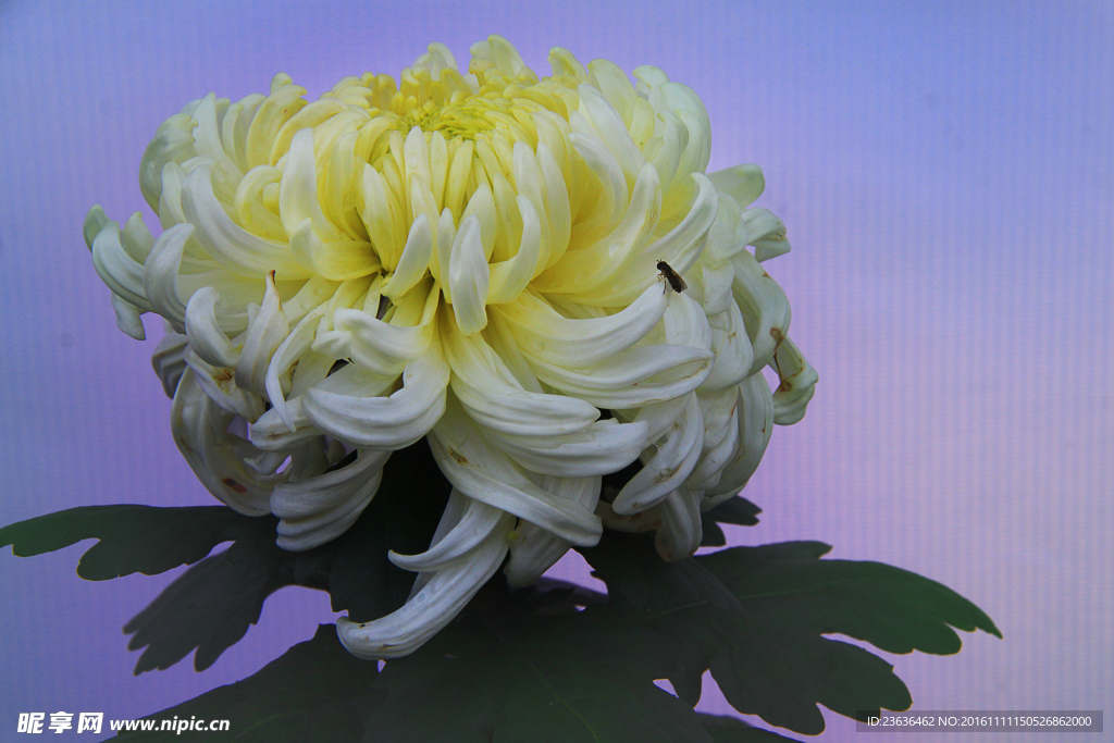 菊花 高清 特写