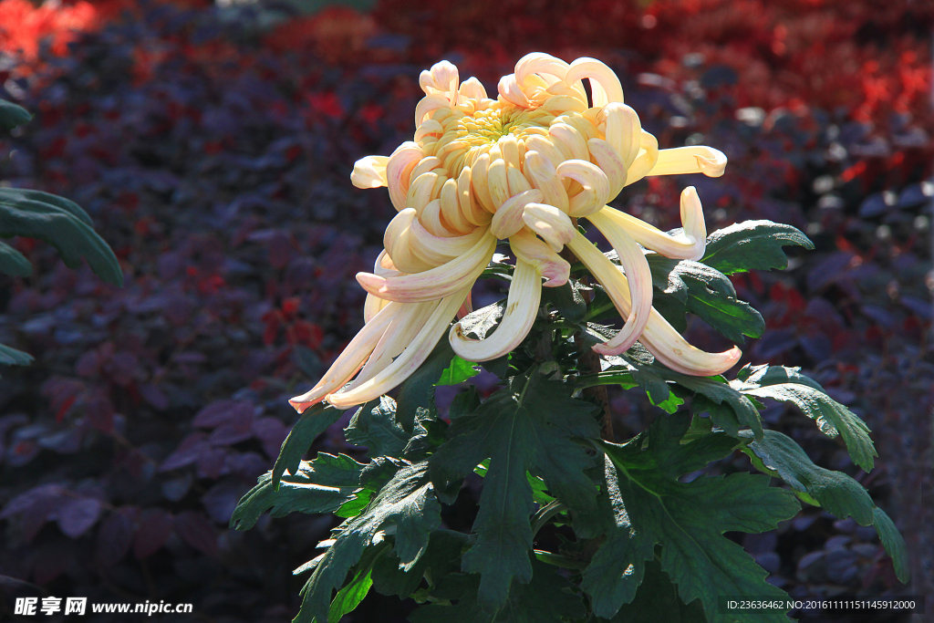 菊花 高清 特写