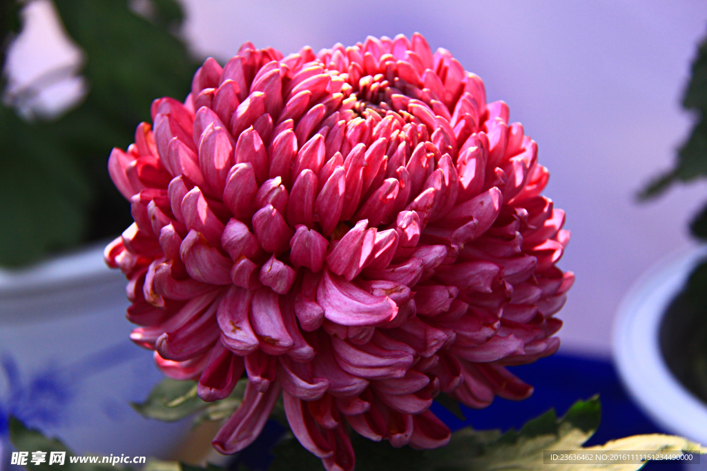 菊花 高清 特写