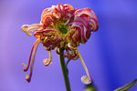 菊花 高清 特写