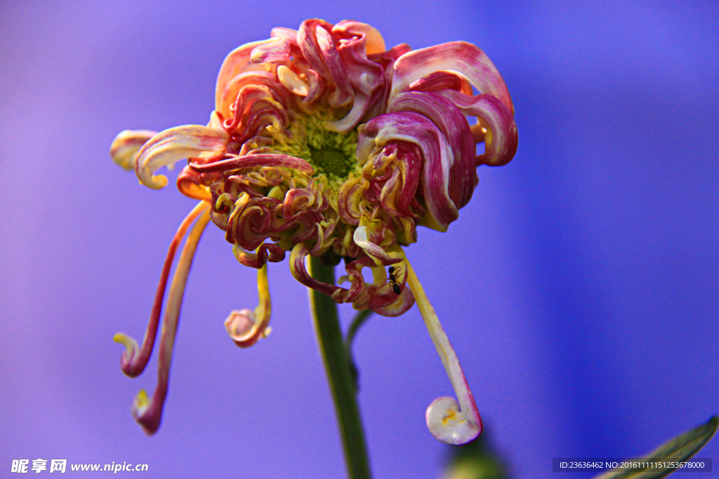 菊花 高清 特写