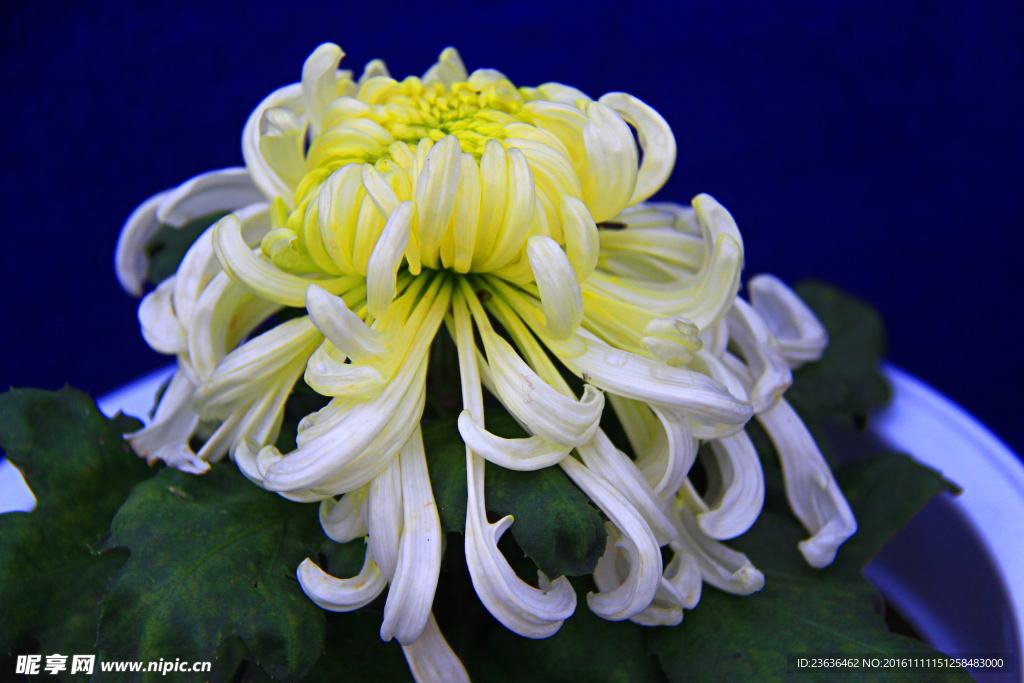 菊花 高清 特写