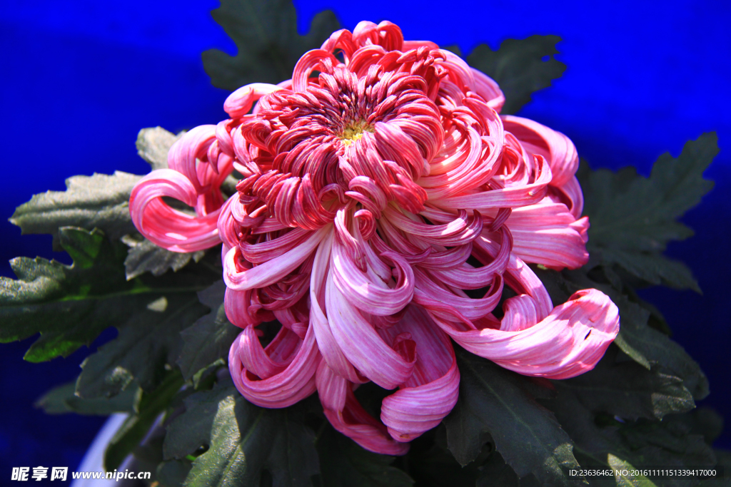 菊花 高清 特写