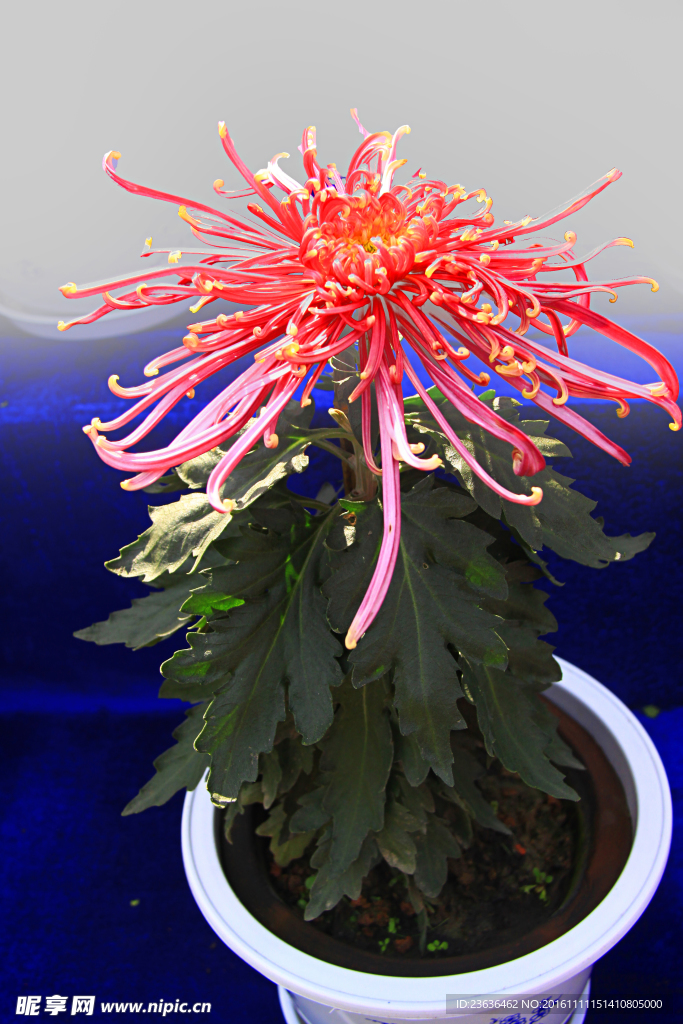 菊花 高清 特写