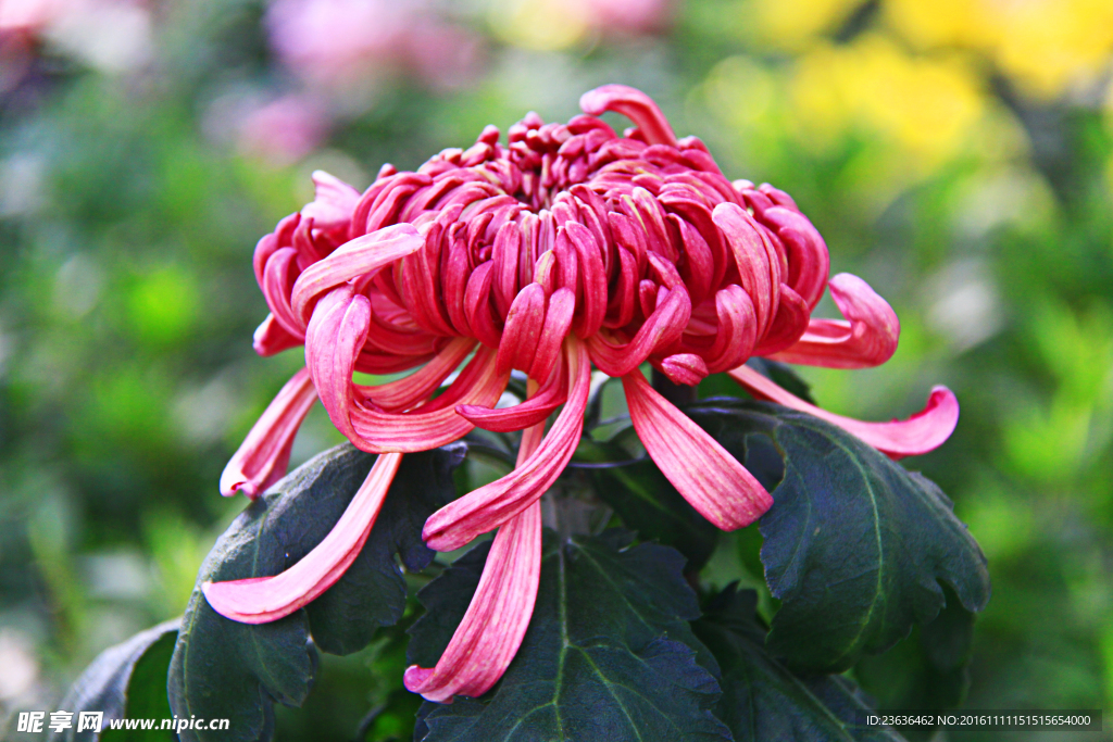 菊花 高清 特写