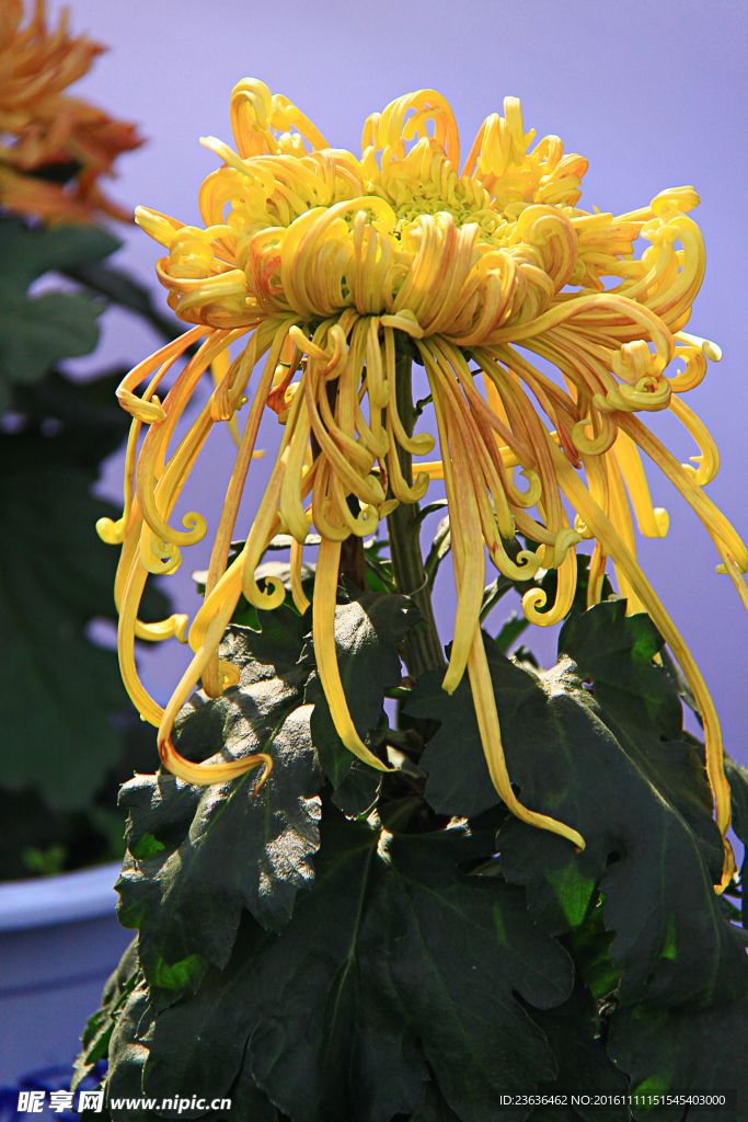 菊花 高清 特写