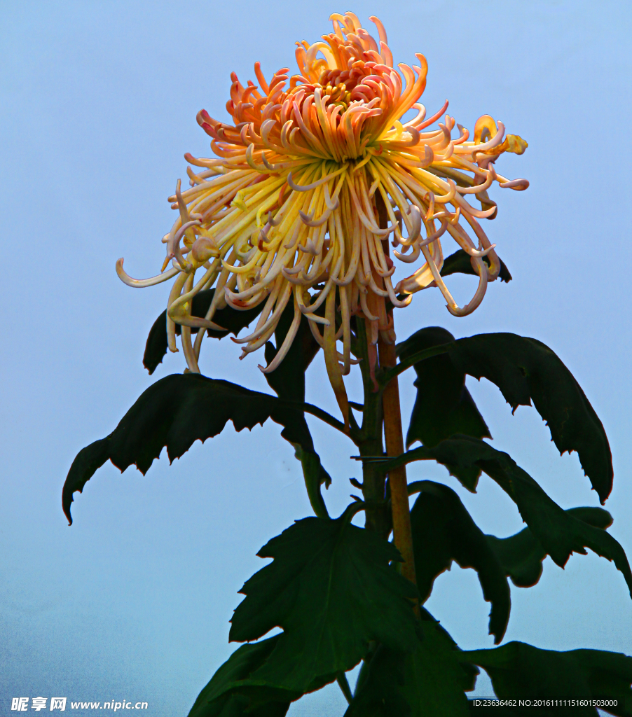 菊花 高清 特写