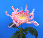 菊花 高清 特写