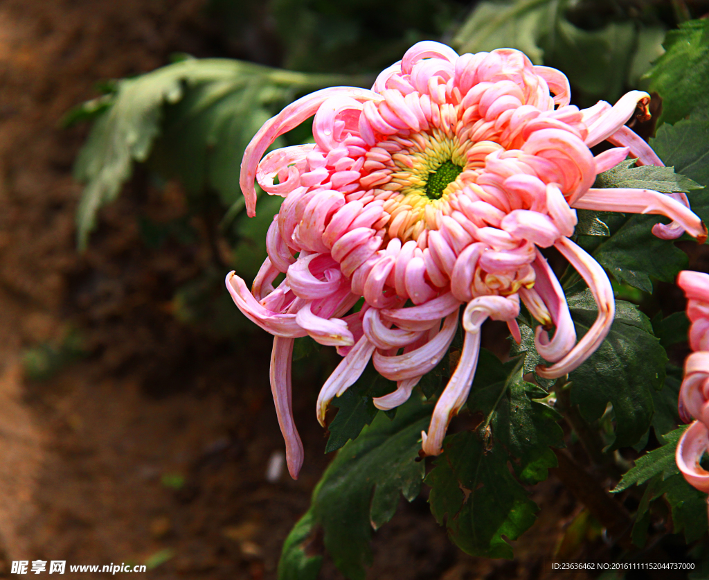 菊花 高清 特写