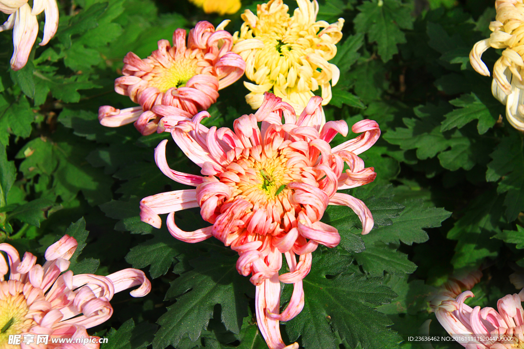 菊花 高清 特写