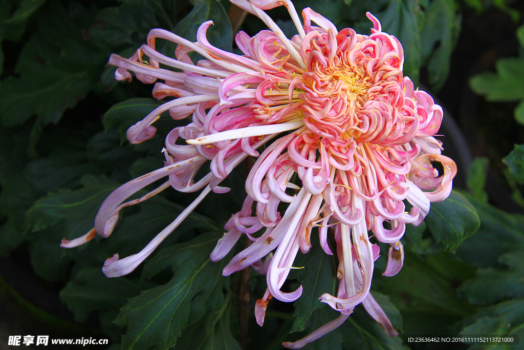 菊花 高清 特写