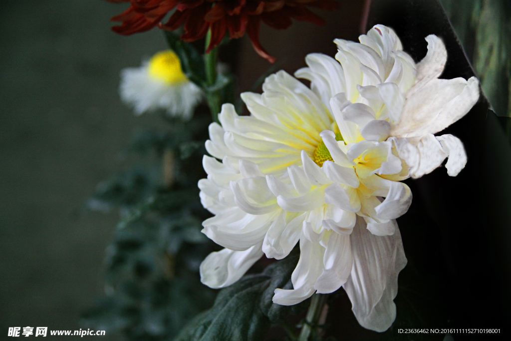 菊花 高清 特写
