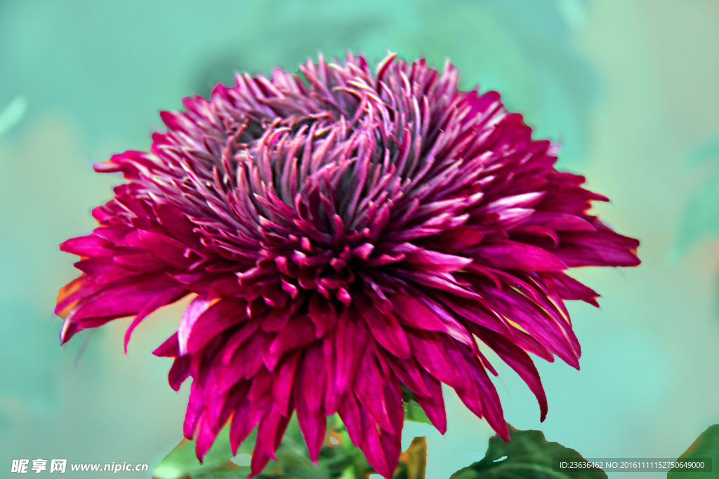 菊花 高清 特写