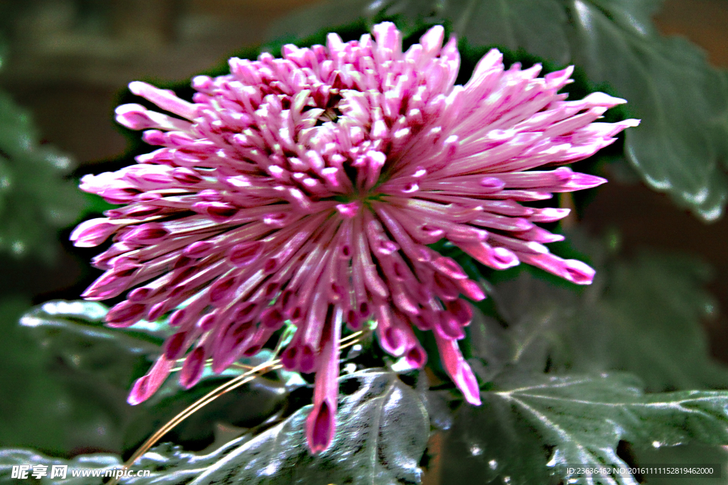 菊花 高清 特写