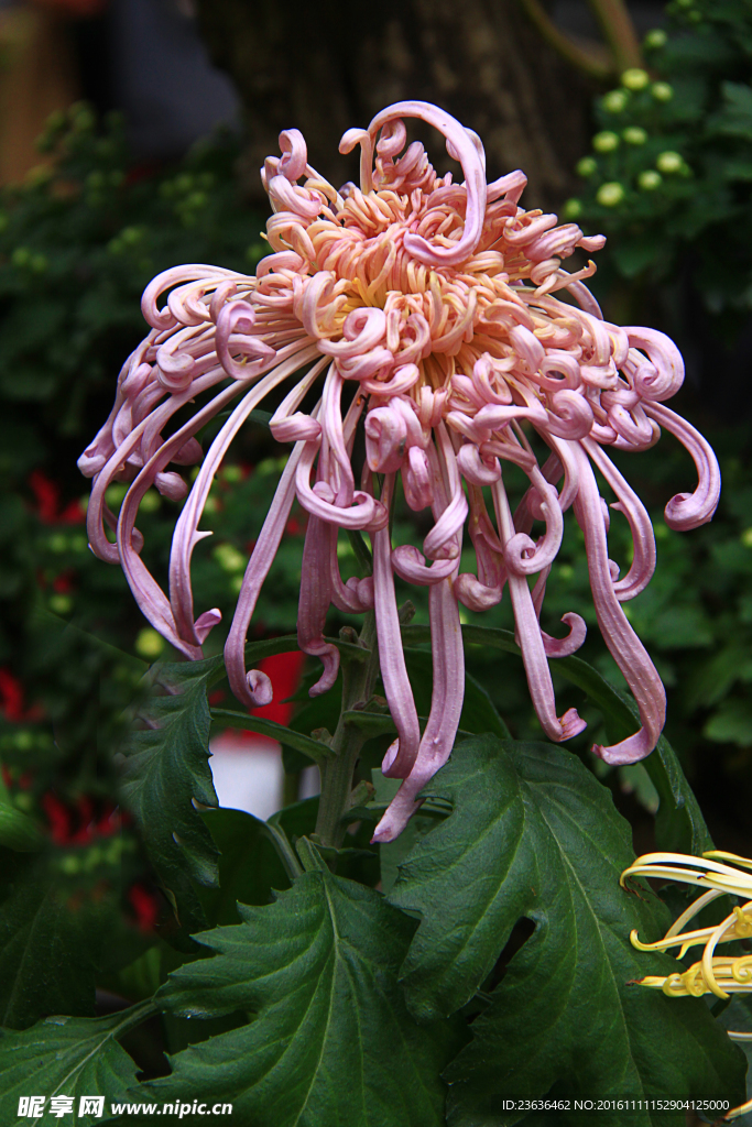 菊花 高清 特写