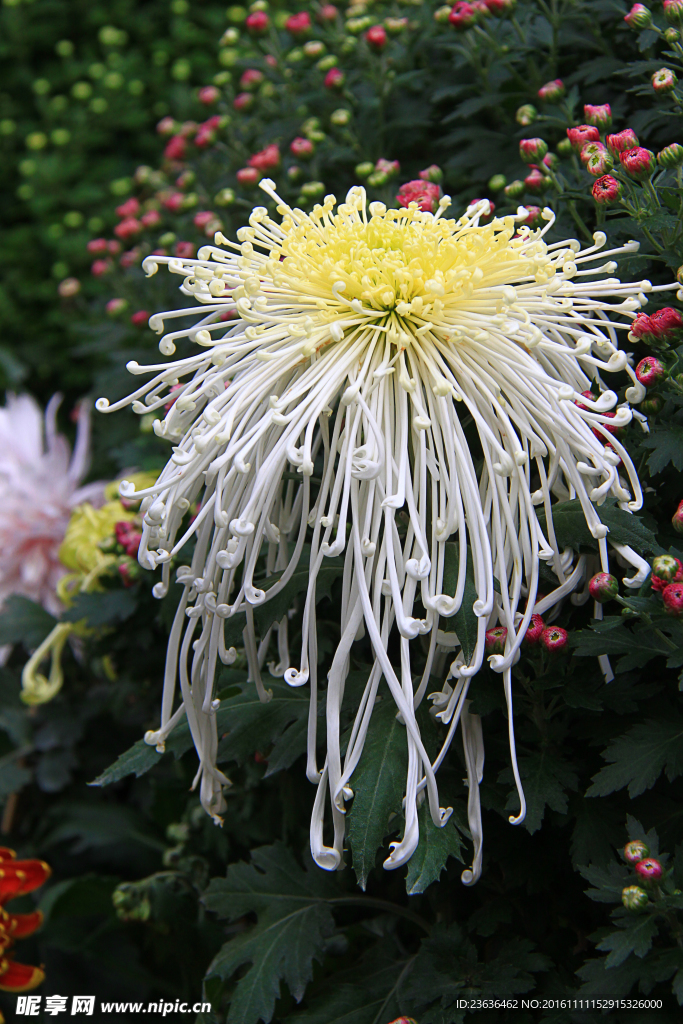 菊花 高清 特写