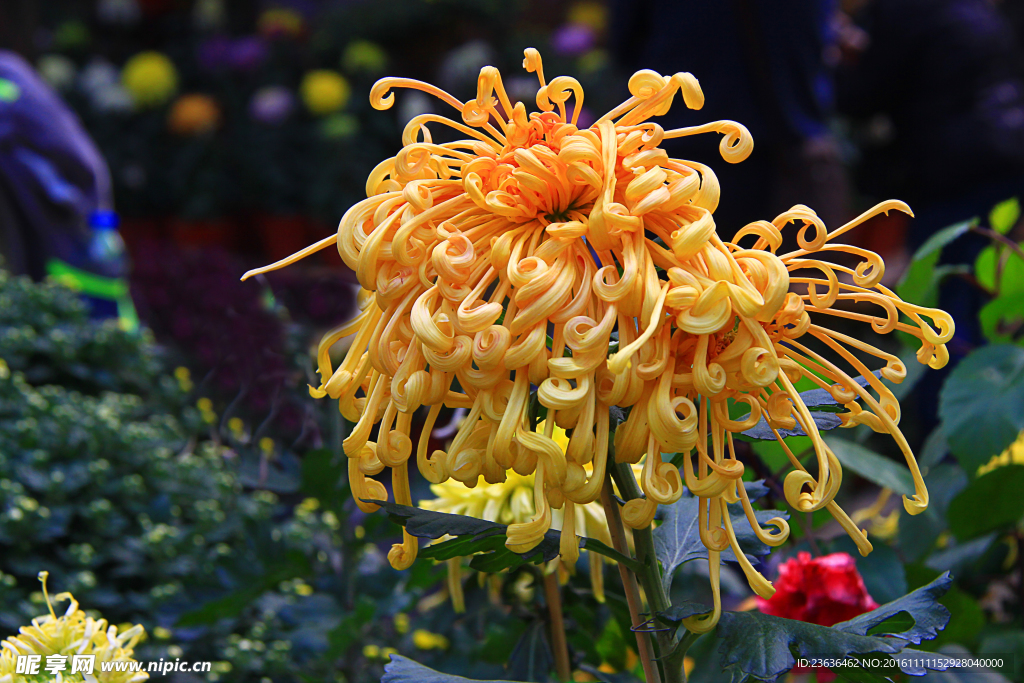 菊花 高清 特写