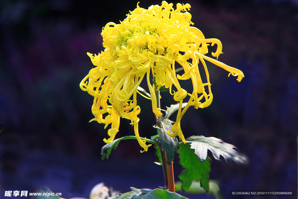 菊花 高清 特写