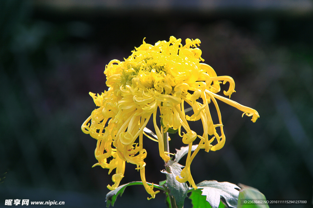 菊花 高清 特写