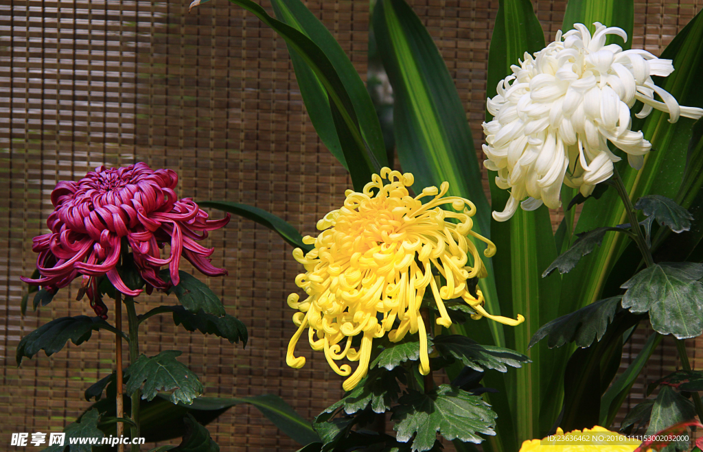 菊花 高清 特写