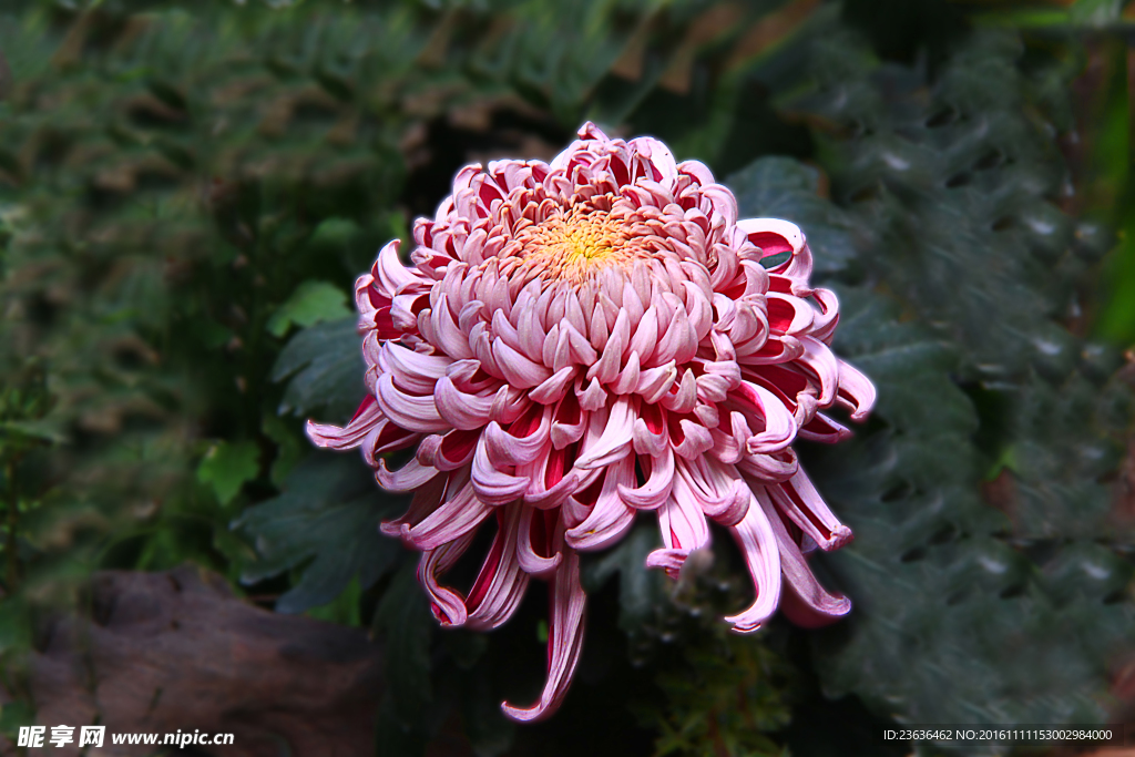 菊花 高清 特写