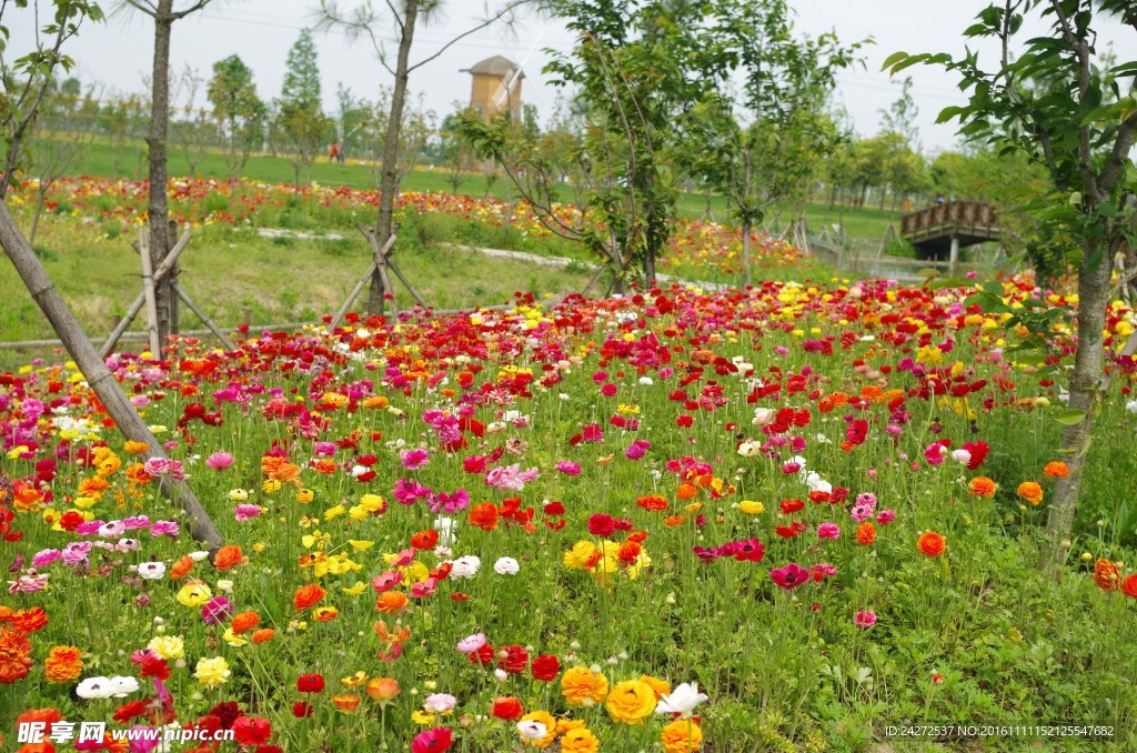 花草