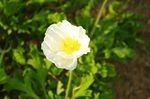 鲜花