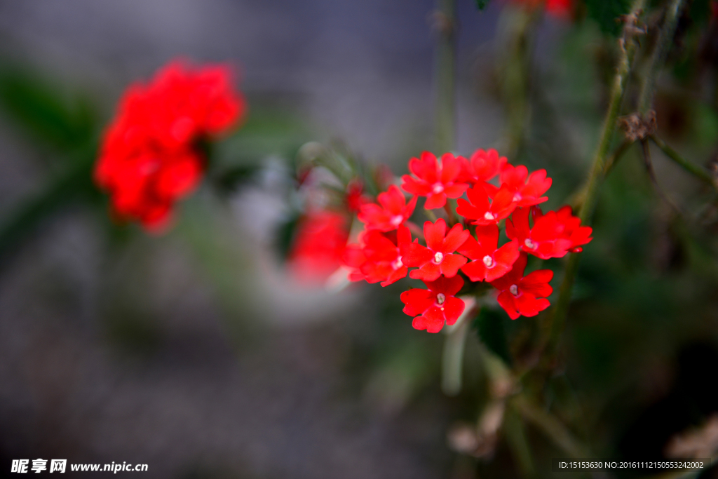 红花  路边野花 小花  小野