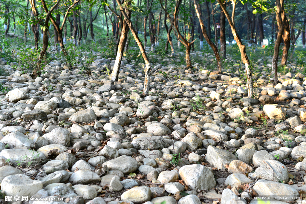 碎石  石块  小石头 小树林