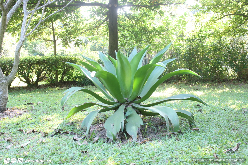 植物