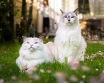 宠物猫