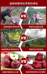 有机苹果对比图苹果