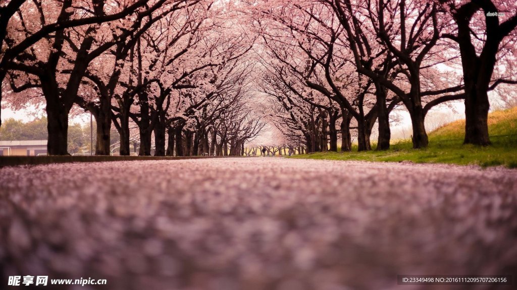 樱花公路