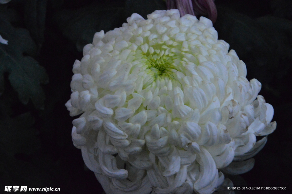 菊花