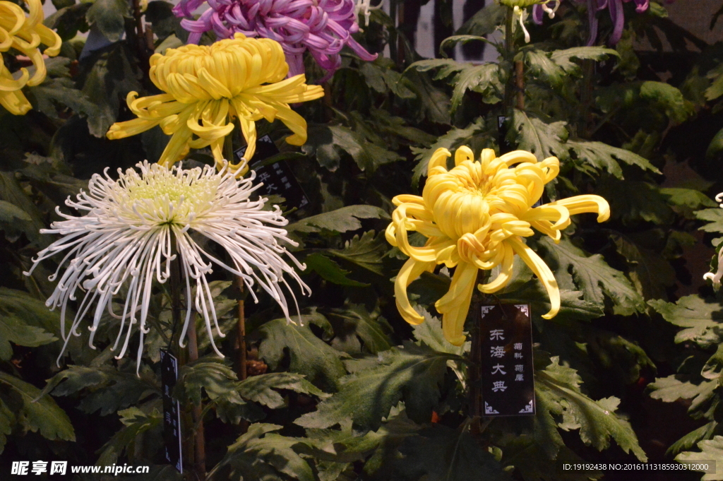 菊花