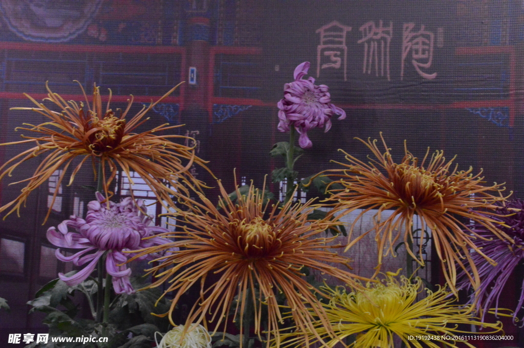 菊花