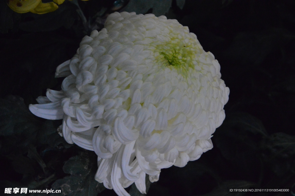 菊花