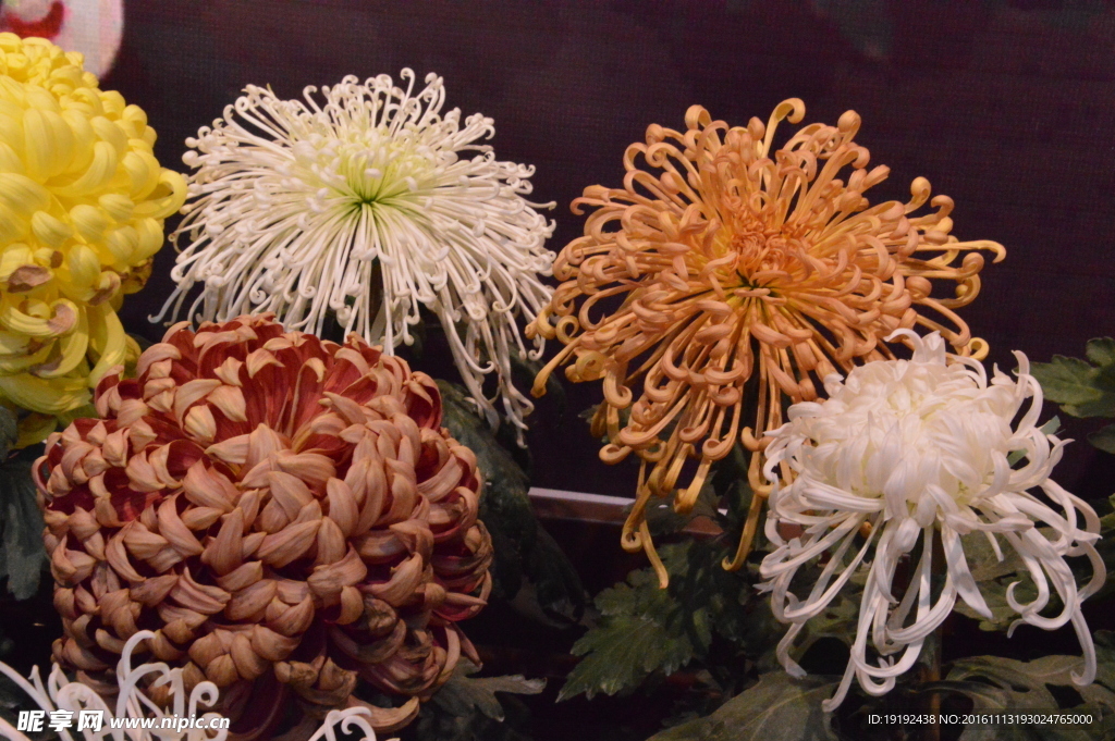 菊花