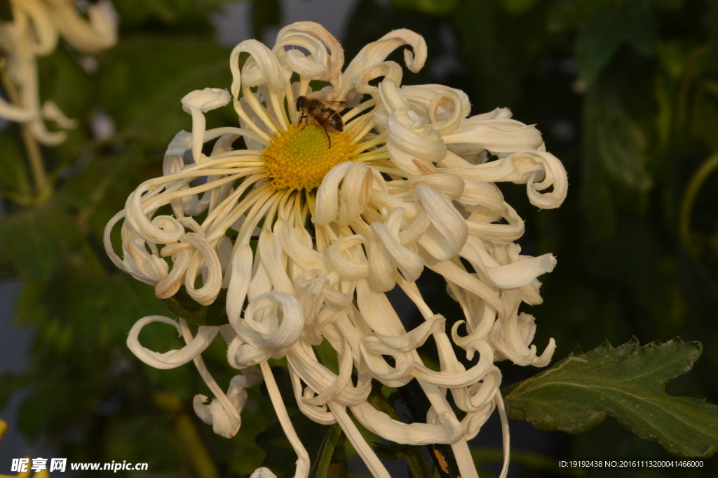 菊花