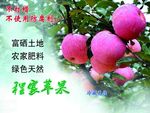 苹果