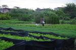 种植基地