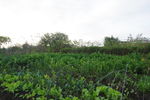 果菜苗基地