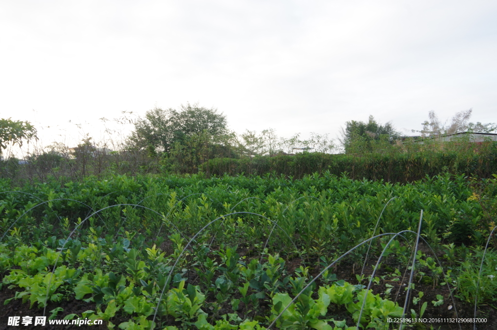 果菜苗基地