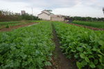 蔬菜基地