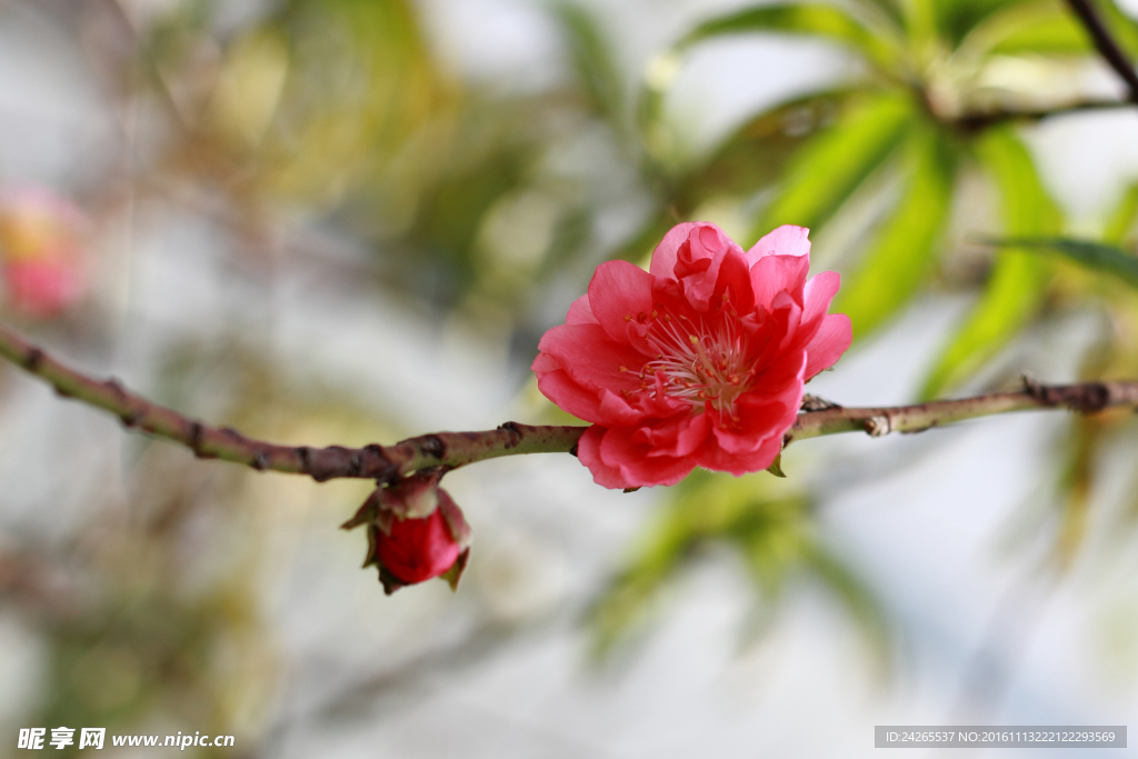 桃花