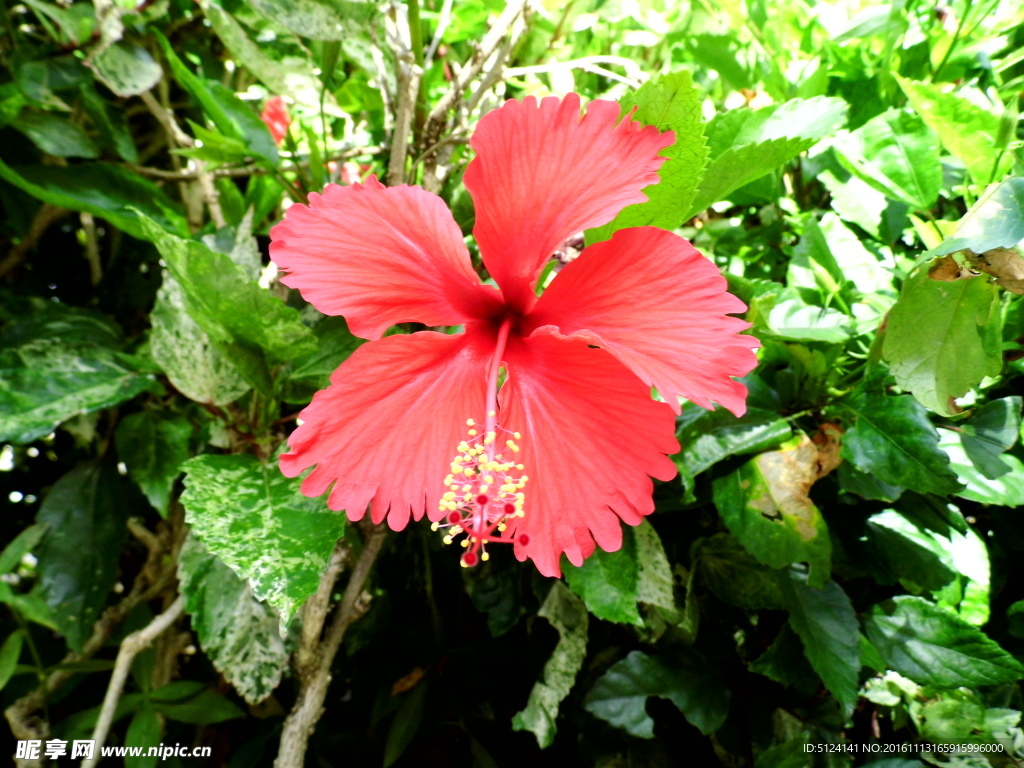 扶桑花