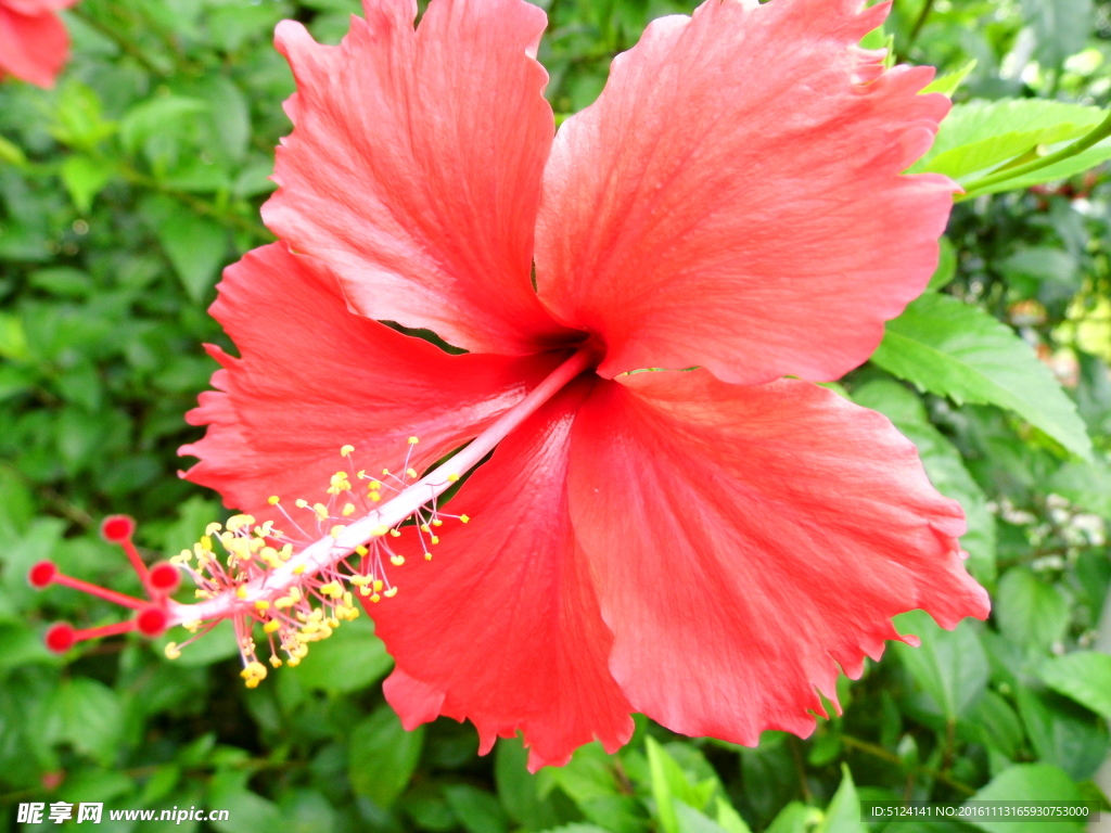 扶桑花