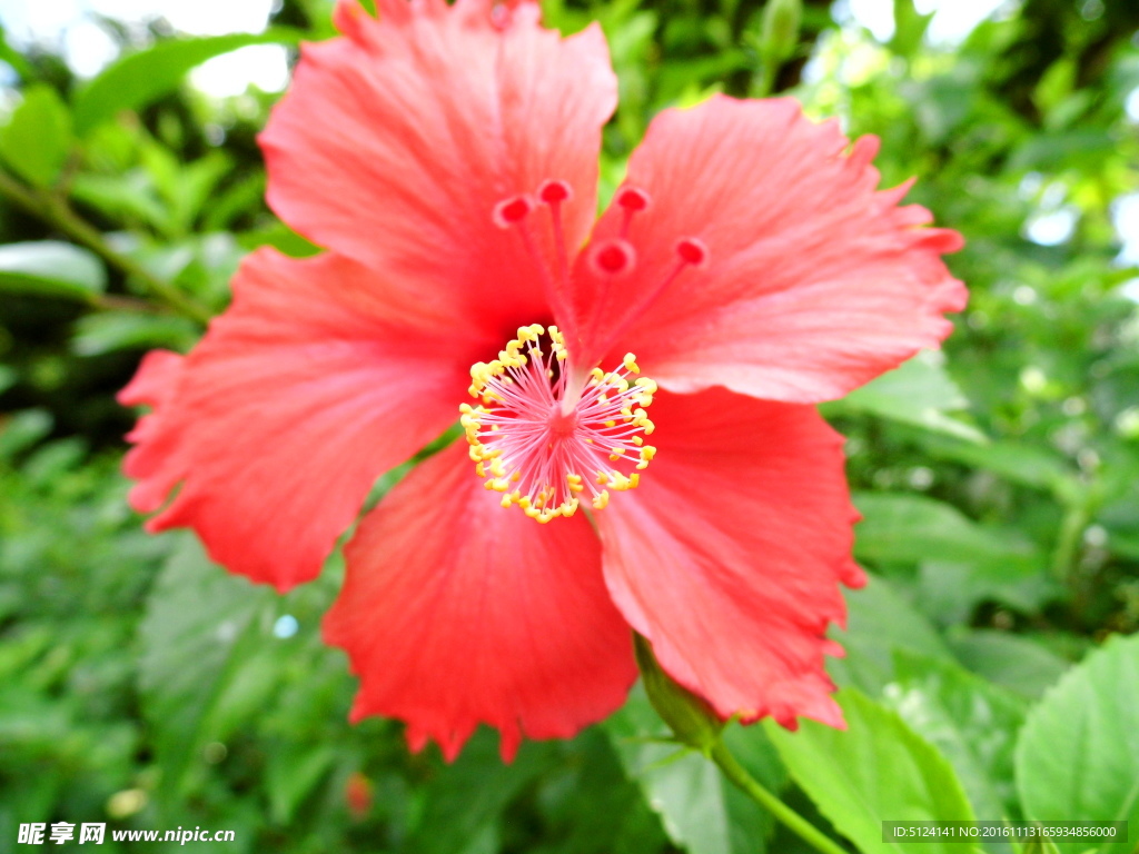 扶桑花